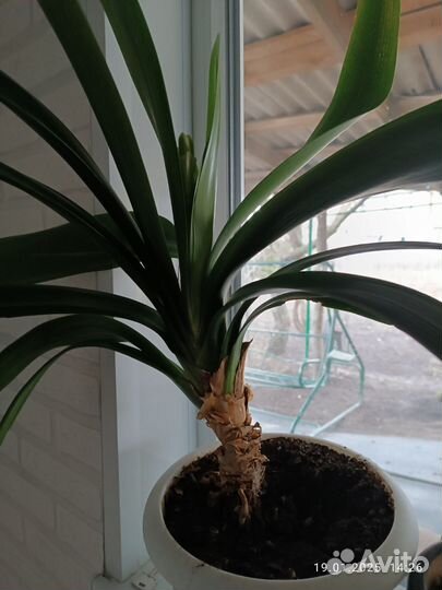 Комнатные цветы кливия