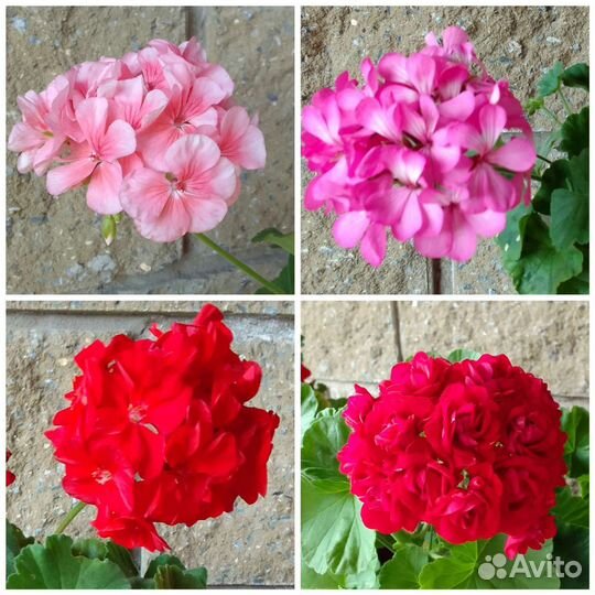 Пеларгония герань