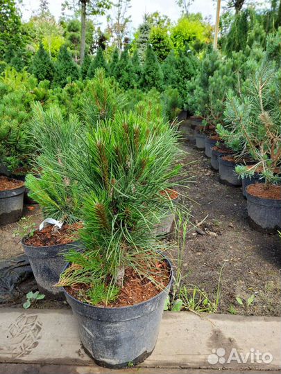 Сосна черная Грин Тауер