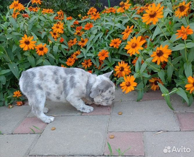 Парнишка в окраске лиловый мрамор