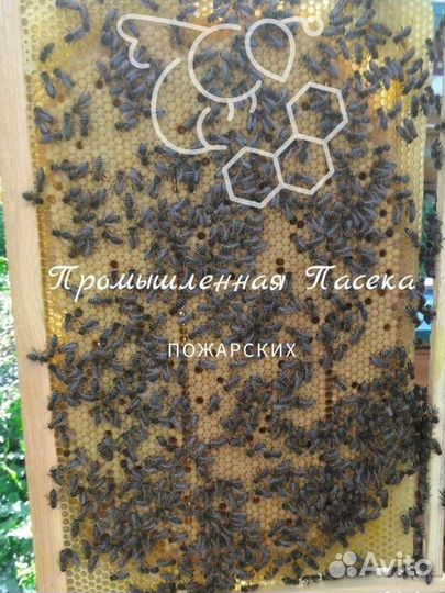 Пчелопакеты(заказы набраны)