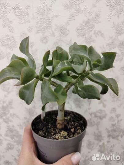 Крассула Blue Bird