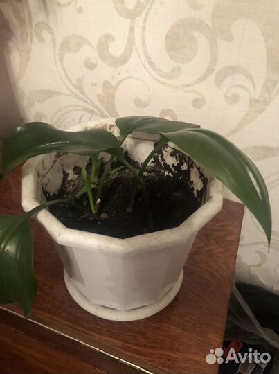 Цветы (спатифилум, каланхоэ, молочай)