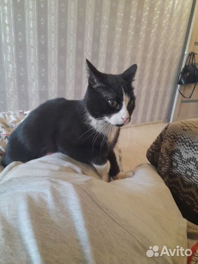 Котики бесплатно в добрые руки