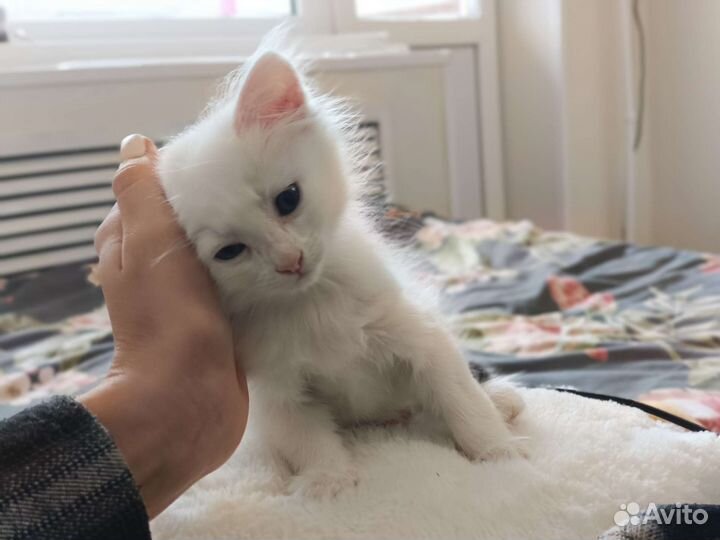 Котята девочки ищут семью