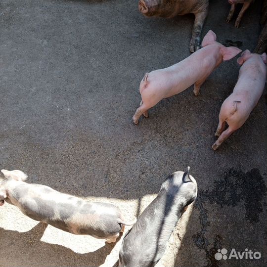 Продам поросят
