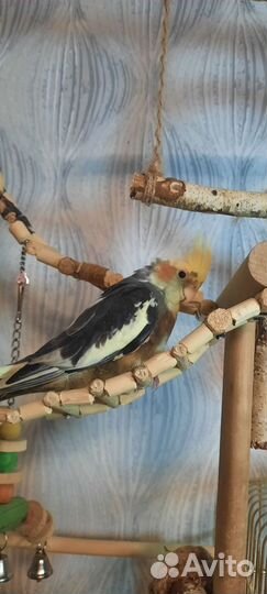 Птенец попугая кореллы