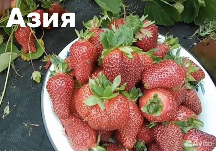 Клубника ксд летняя