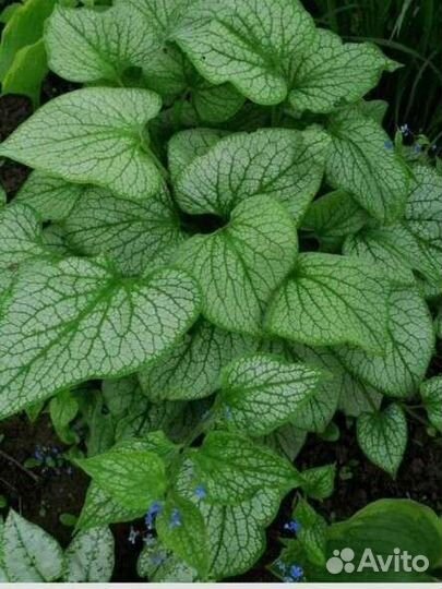 Садовые многолетники