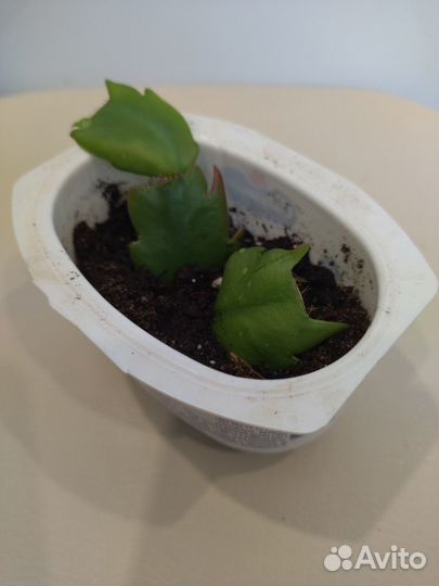 Декабрист сортовой (шлюмбергера) жёлтый