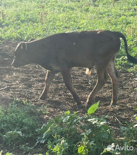 Тëлочка и бычок