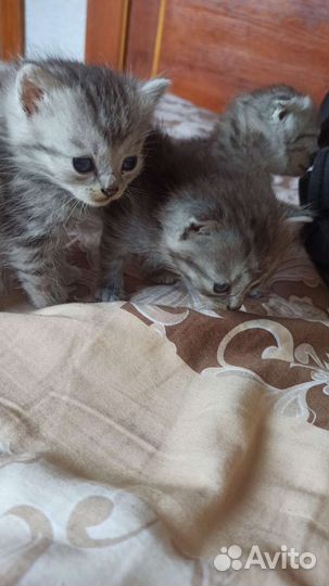 Британская кошка