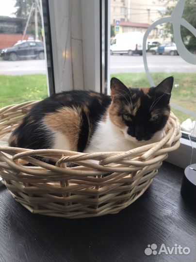 Кошки стерилизованые и вакцинированные