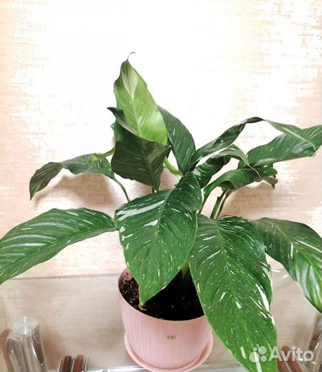 Спатифиллум Даймонд(Бриллиант)