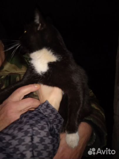 Котик и кошечка в добрые руки