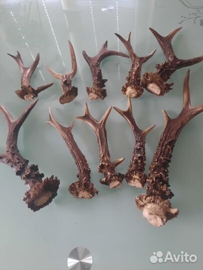 Рожки косули