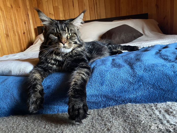 Мейн-кун котик приглашает кошечку для вязки