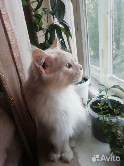 Передержка домашних животных