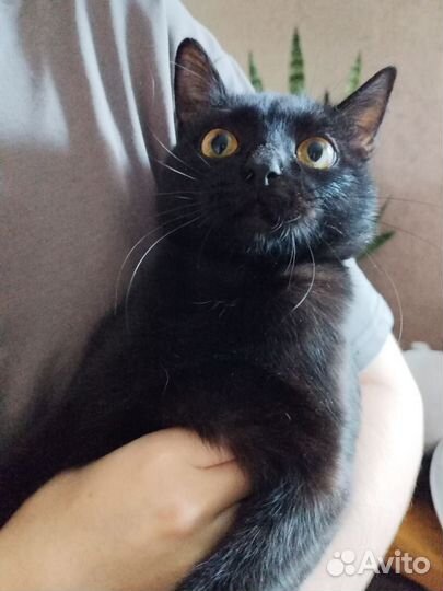 Отдам котика