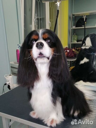 Стрижка собак