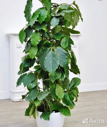 Комнатные цветы. Тетрастигма Вуанье