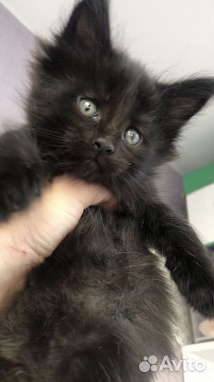 Мейн-кун мальчик