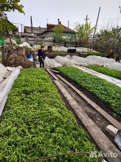 Рассада помидор