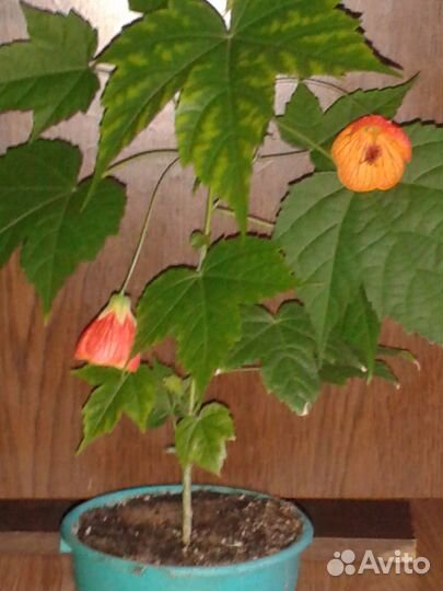 Комнатный клен (абутилон)