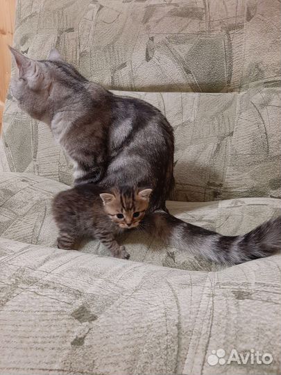 Маленький вислоухий манул