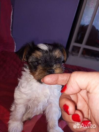 Щенок Бивер