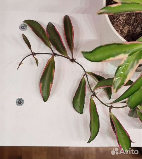 Хойя Лори Лин подрощенная