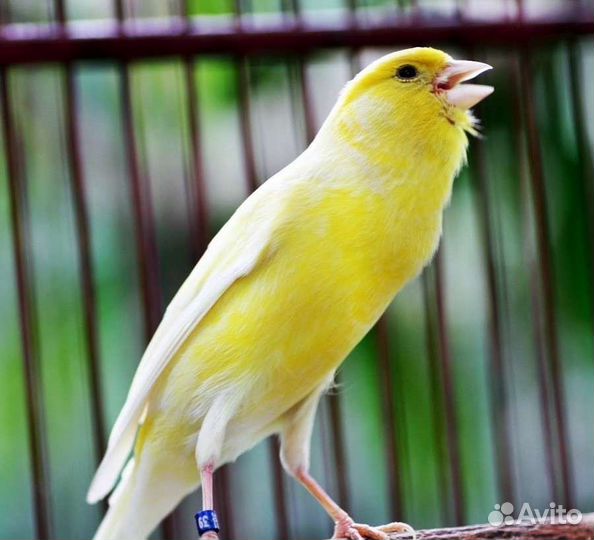 Кенара и канарейки