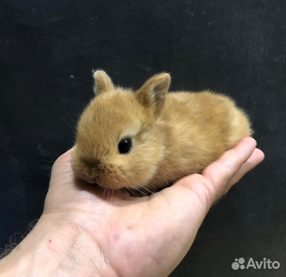 Мини кролики карликовые (заводчики Москвы)