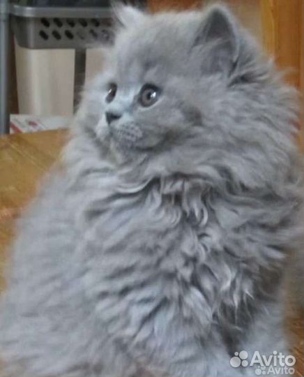 Британские котята