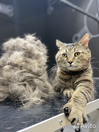 Груминг кошек