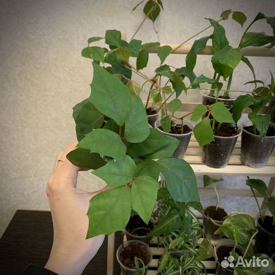 Обмен комнатными растениями