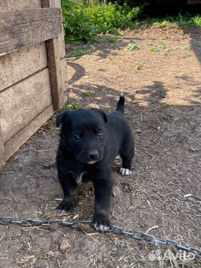 Щенки в добрые руки