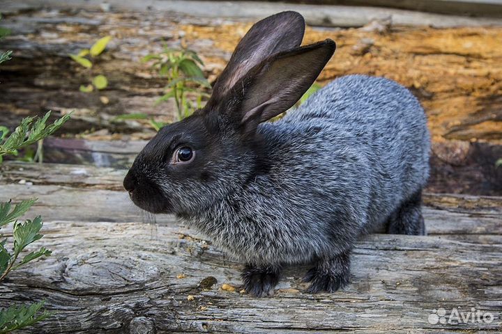 Кролики - Серебро