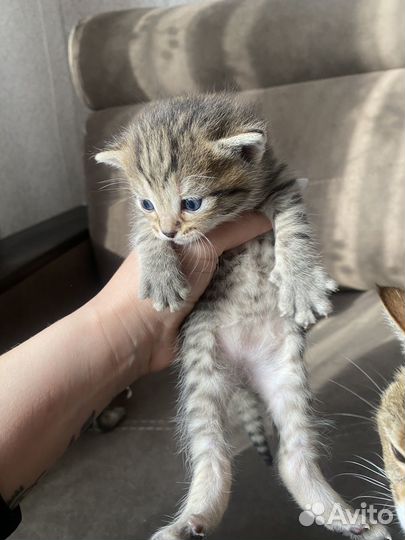 Шотландский котенок
