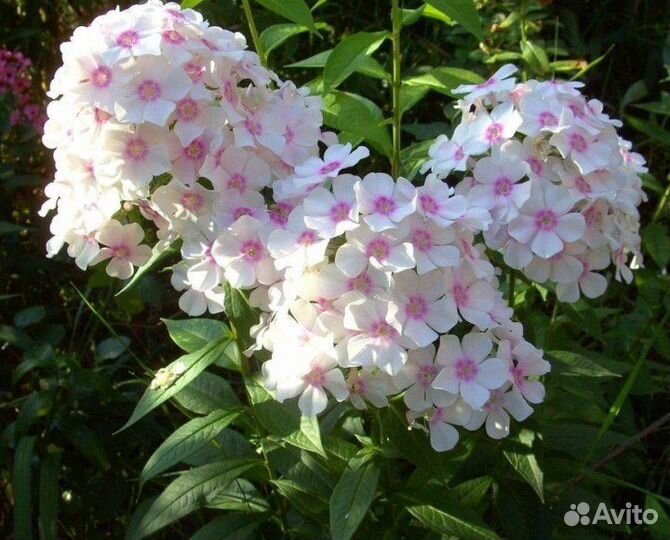 Флоксы 5 сортов