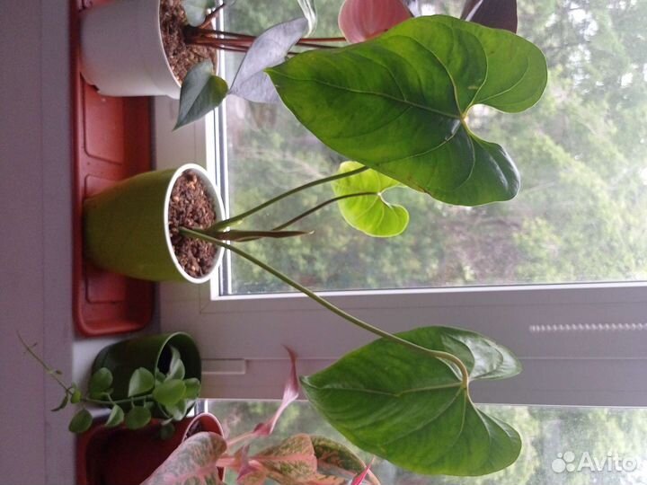 Антуриум Фламинго оранж