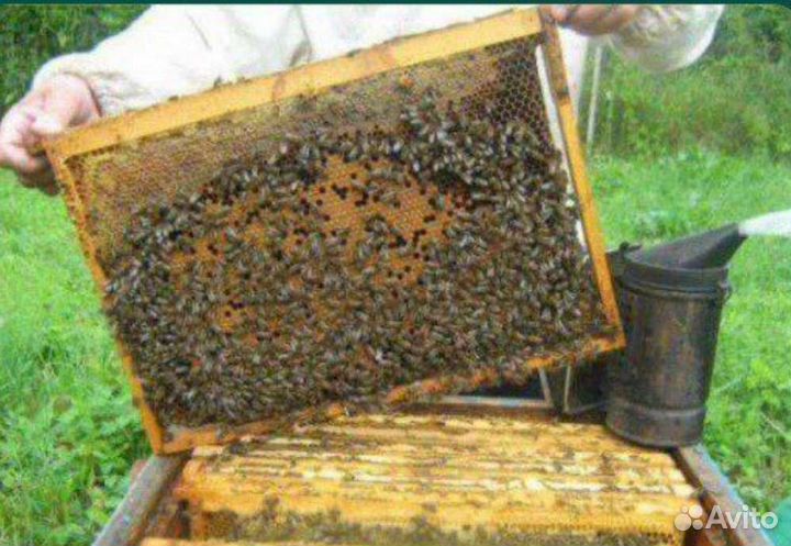 Улей с добрыми пчелами