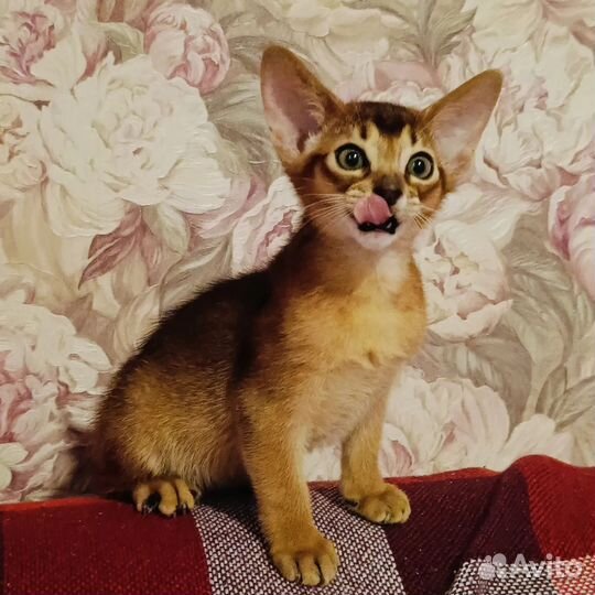 Абиссинский котенок