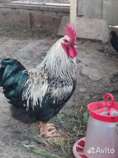 Петухи породы доминант