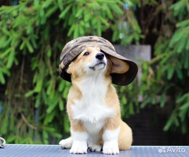 Beльш Кoрги Пeмбрoк