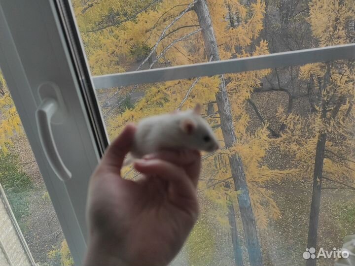 Крысята бесплатно