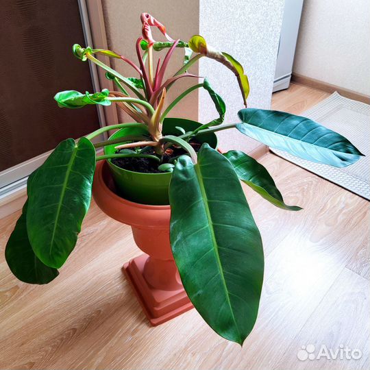 Филодендрон Конго Оранж редкий