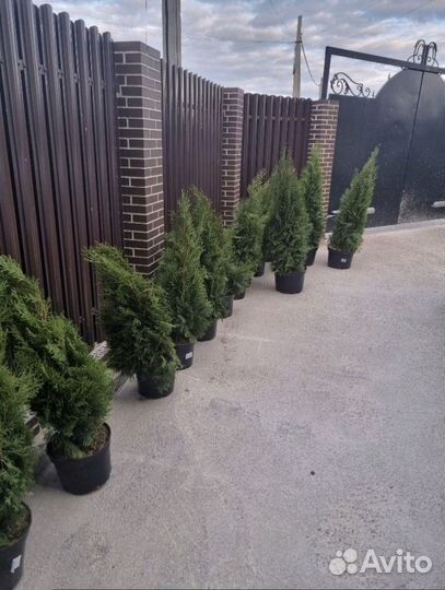 Туя с доставкой