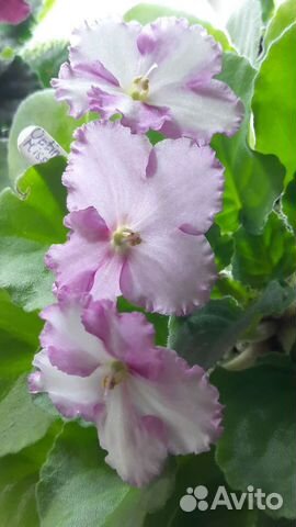 Фиалки Сортовые