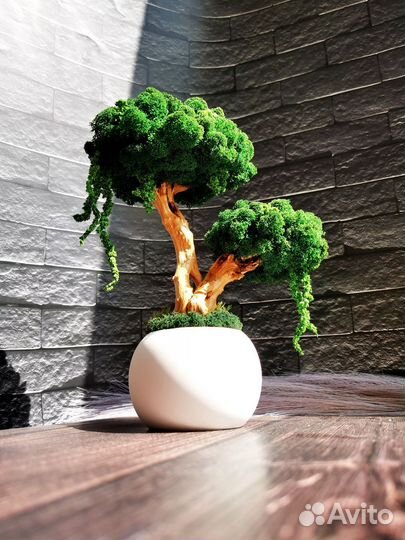 Бонсай (мох стабилизированный)